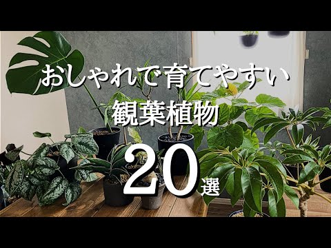 室内植物を種から育てる方法｜初心者でも失敗しない5つのコツ