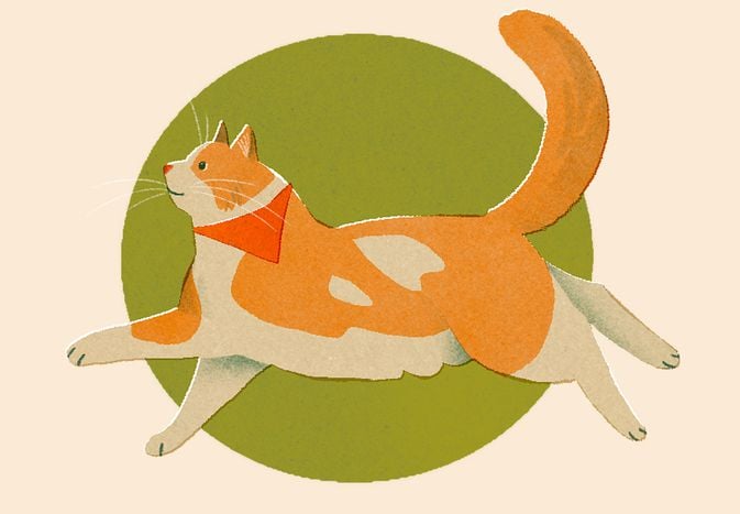 How Much Exercise Do Cats Need? Here's What To Know