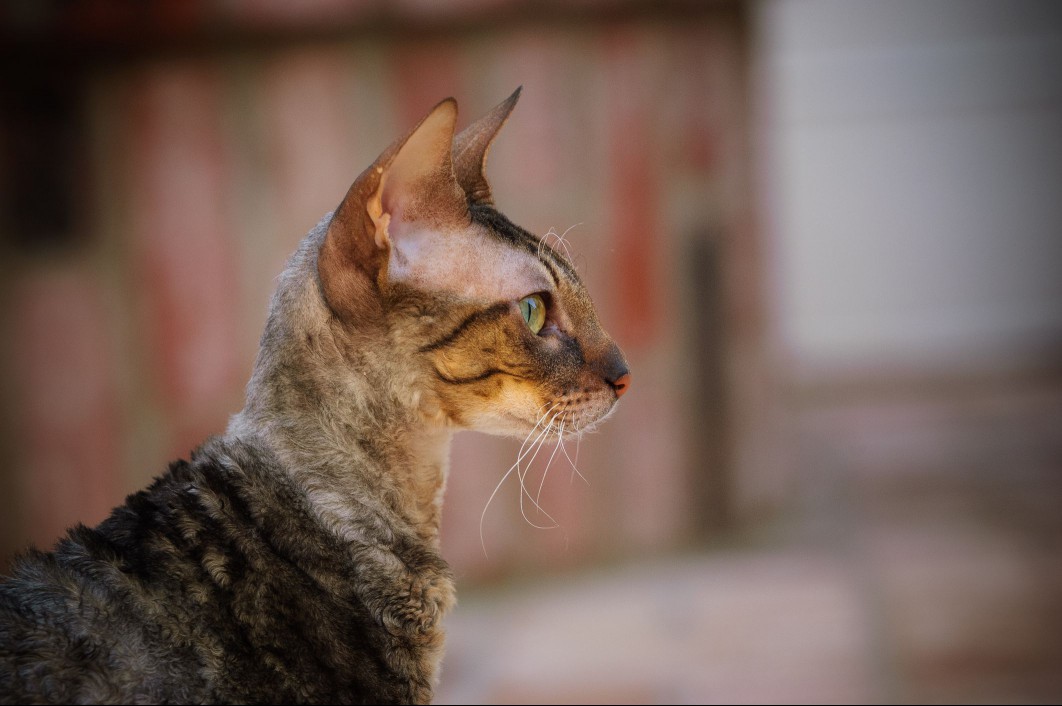 Side profile of tabby Cornish Rex cat