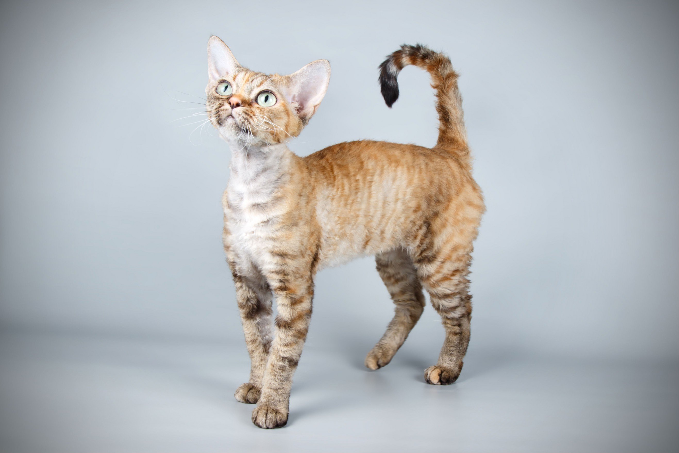 Tabby Devon Rex on gray background