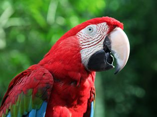 Talking parrot