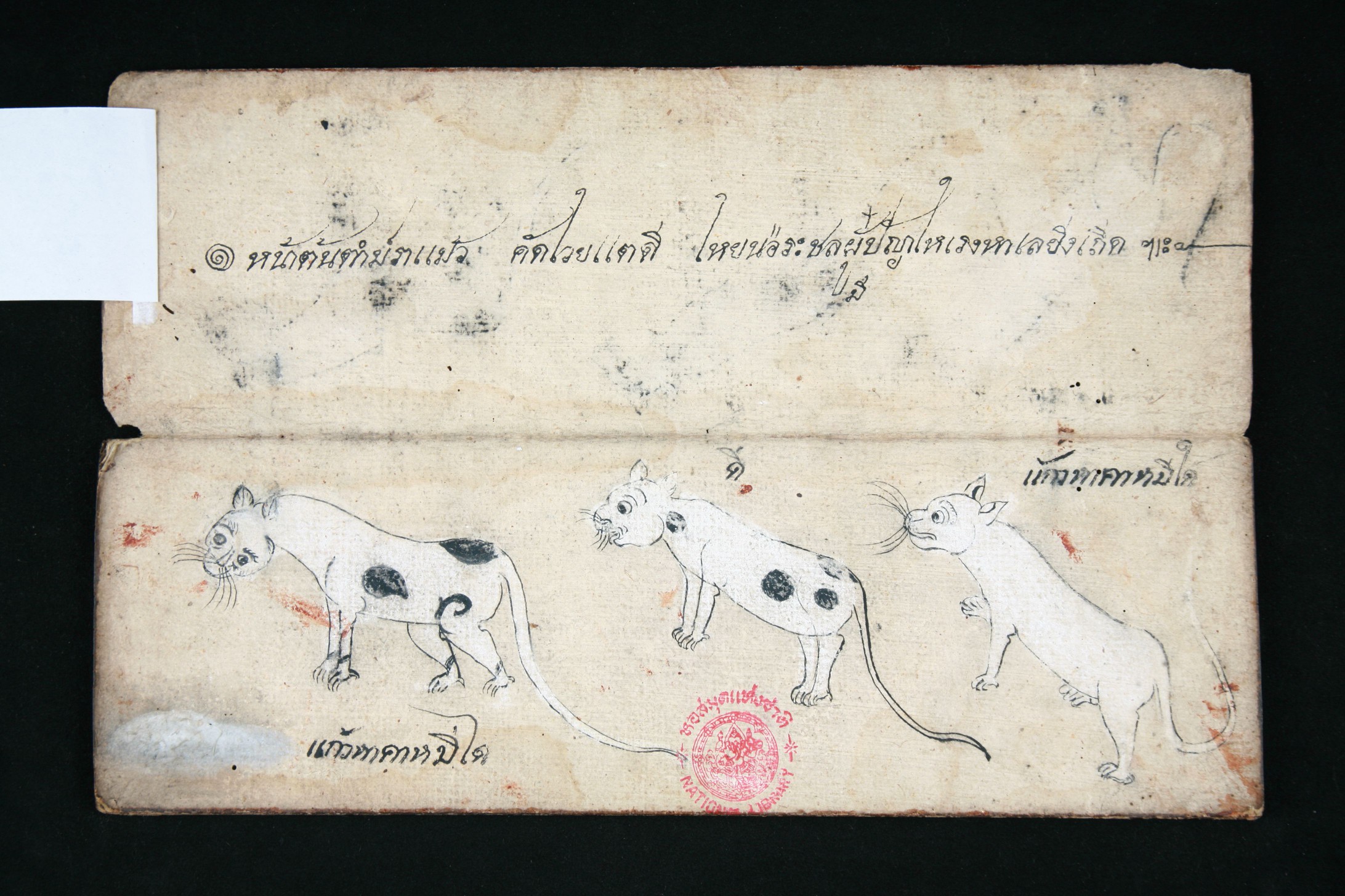 Tamra Maew Khao Manee Cat