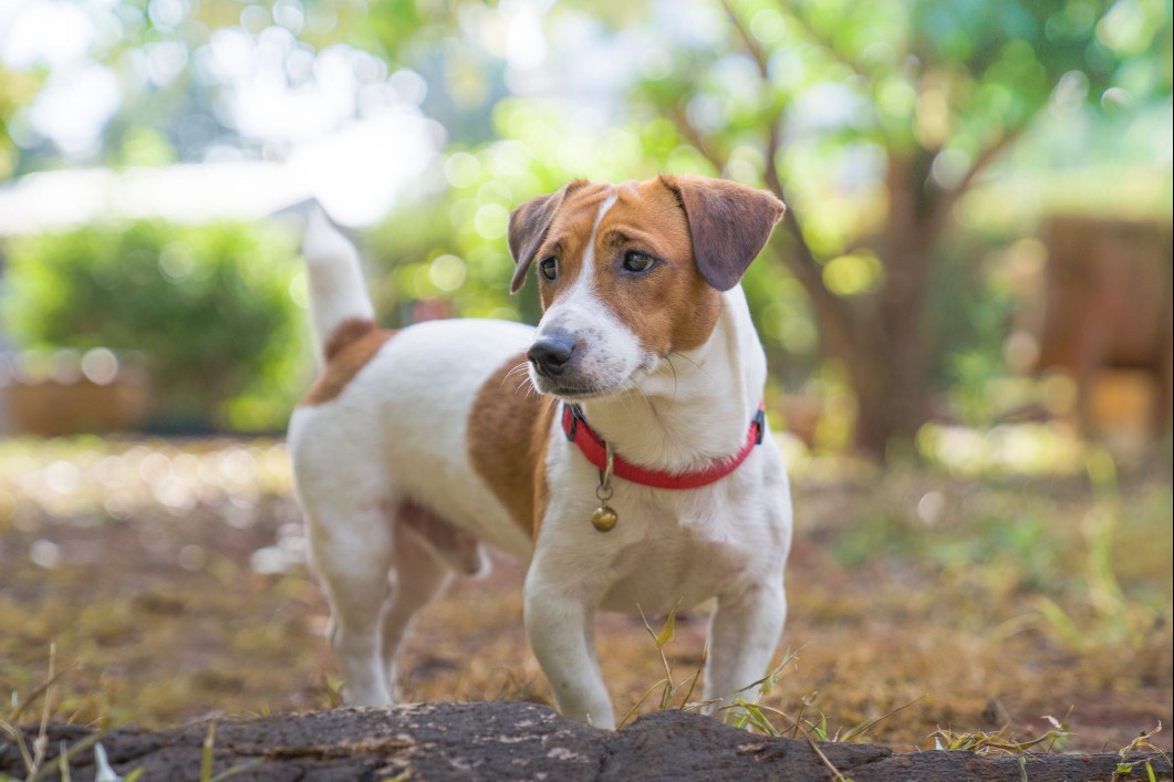 Adult brown and white Jack Russell Terrier outside in yard