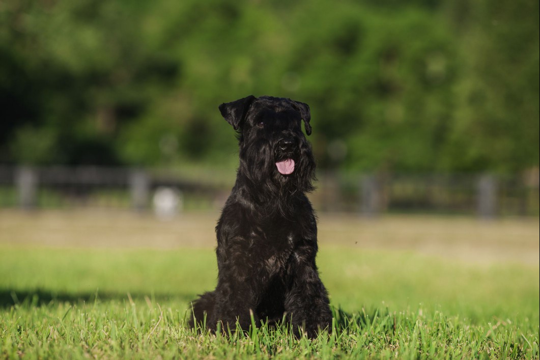 Portrait of a black Standard Schnauzer sitting on green grass in a park.