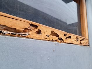 Is That Termite Damage or Wood Rot? How to Tell the Difference So You Can Fix It Fast