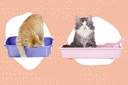 Cats in litter boxes collaged against a peach polka bot background
