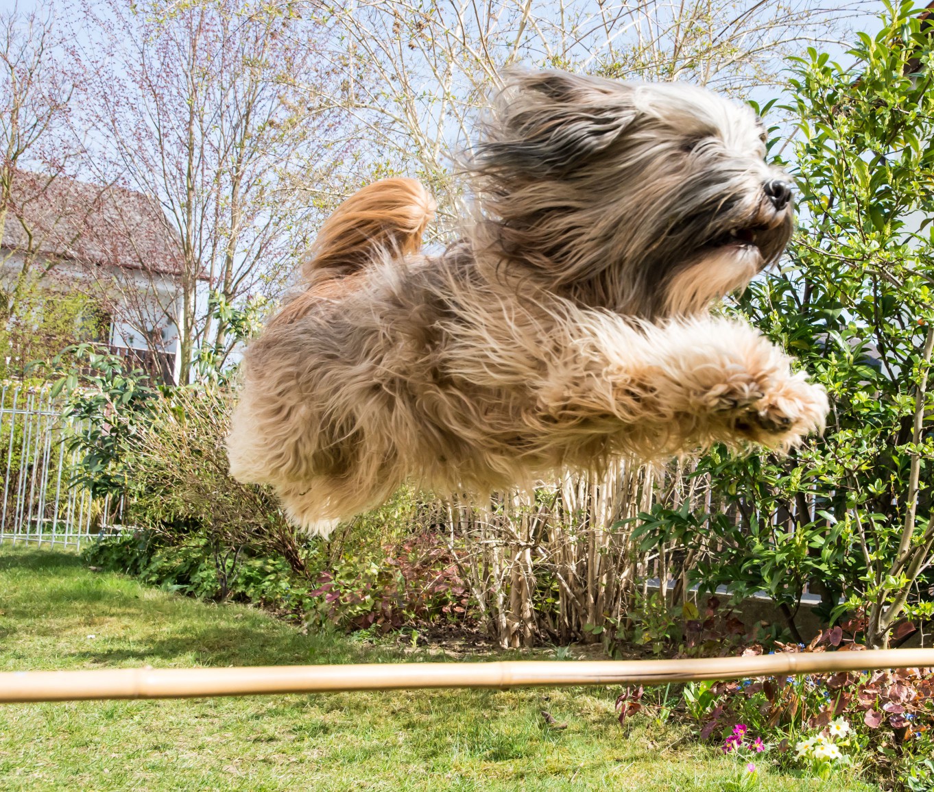 Tibetan Terrier going over a jump