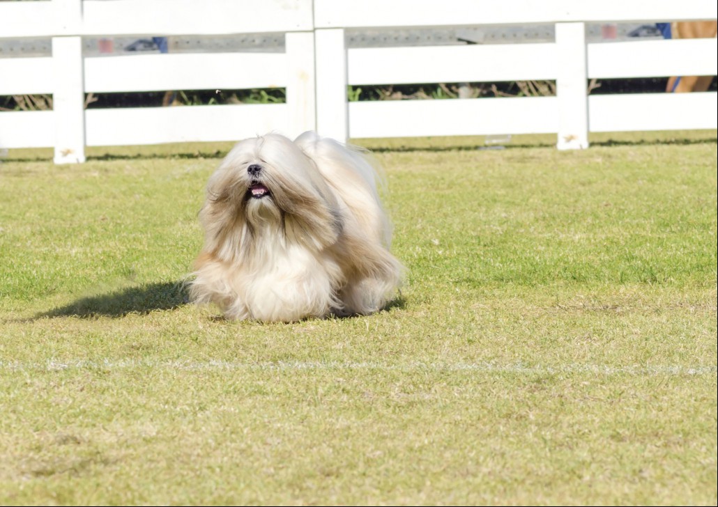 Tibetan Terrier being shown in the ring
