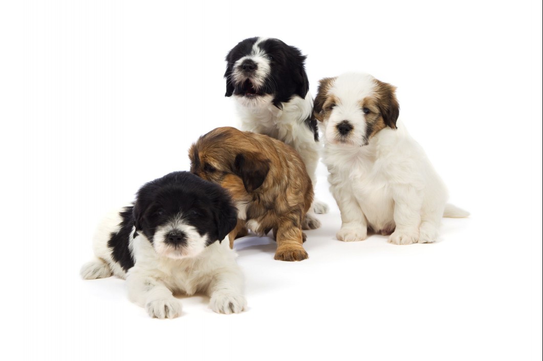 Four Tibetan Terrier puppies