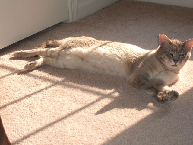 Photo of Siamese cat, Timmy