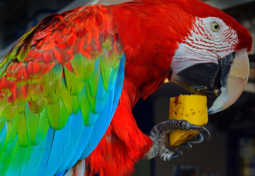 Macaw eating banana