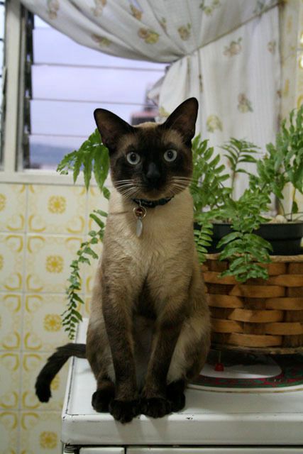Photo of Traditional Siamese Toston