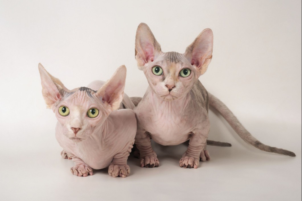 Two Youn Bambino Cats