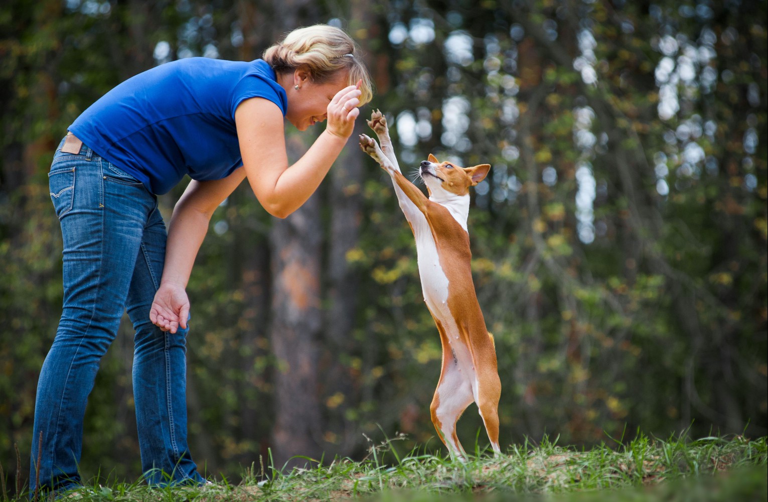 basenji high-fiving person