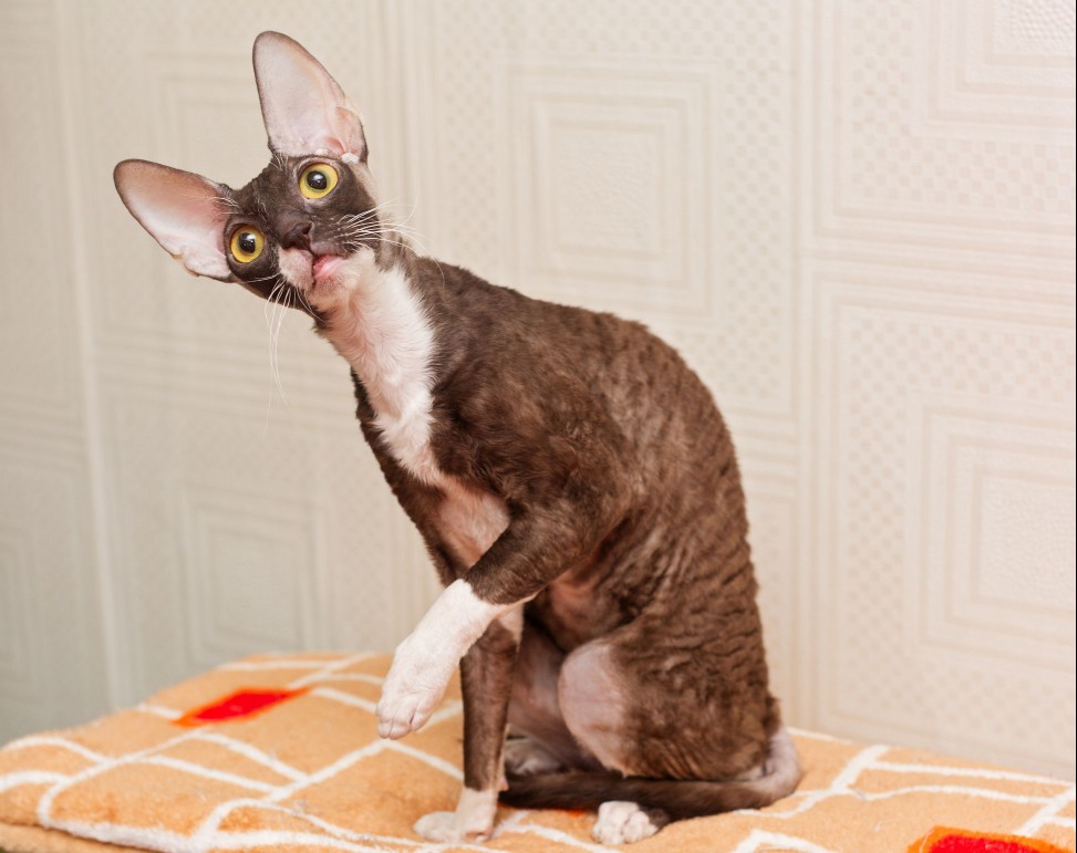Bi-color Cornish Rex