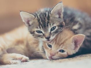 How to Avoid 9 Common Cat Owner Mistakes