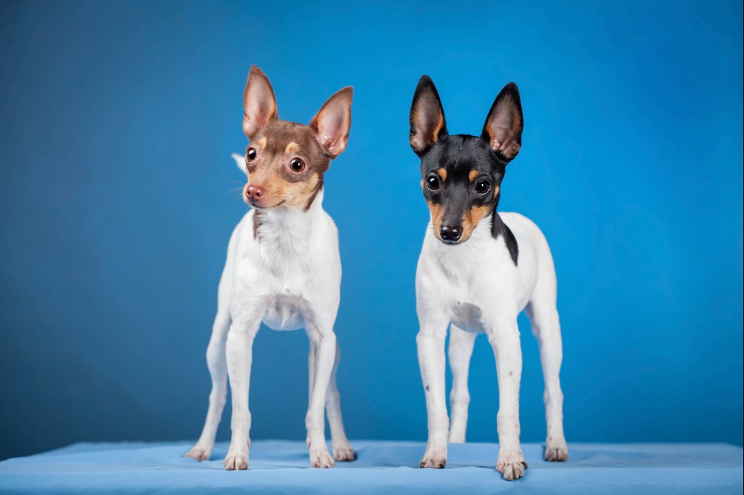 Two young Toy Fox Terriers