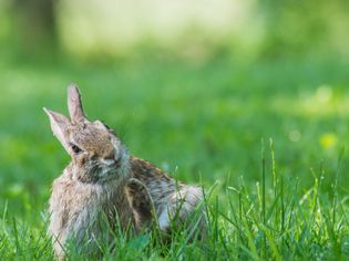 Itching and Scratching in Rabbits