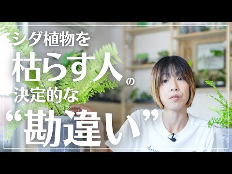 室内でシダを育てる失敗しないコツとおすすめ品種9選