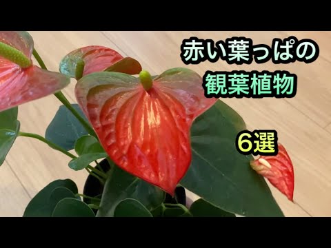 赤い葉の植物を育てる失敗と成功の分かれ道