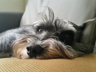 Standard Schnauzer: Dog Breed Characteristics & Care