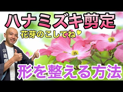レッドウィグドッグウッドが赤くない？老枝が原因だった！若返り剪定で解決