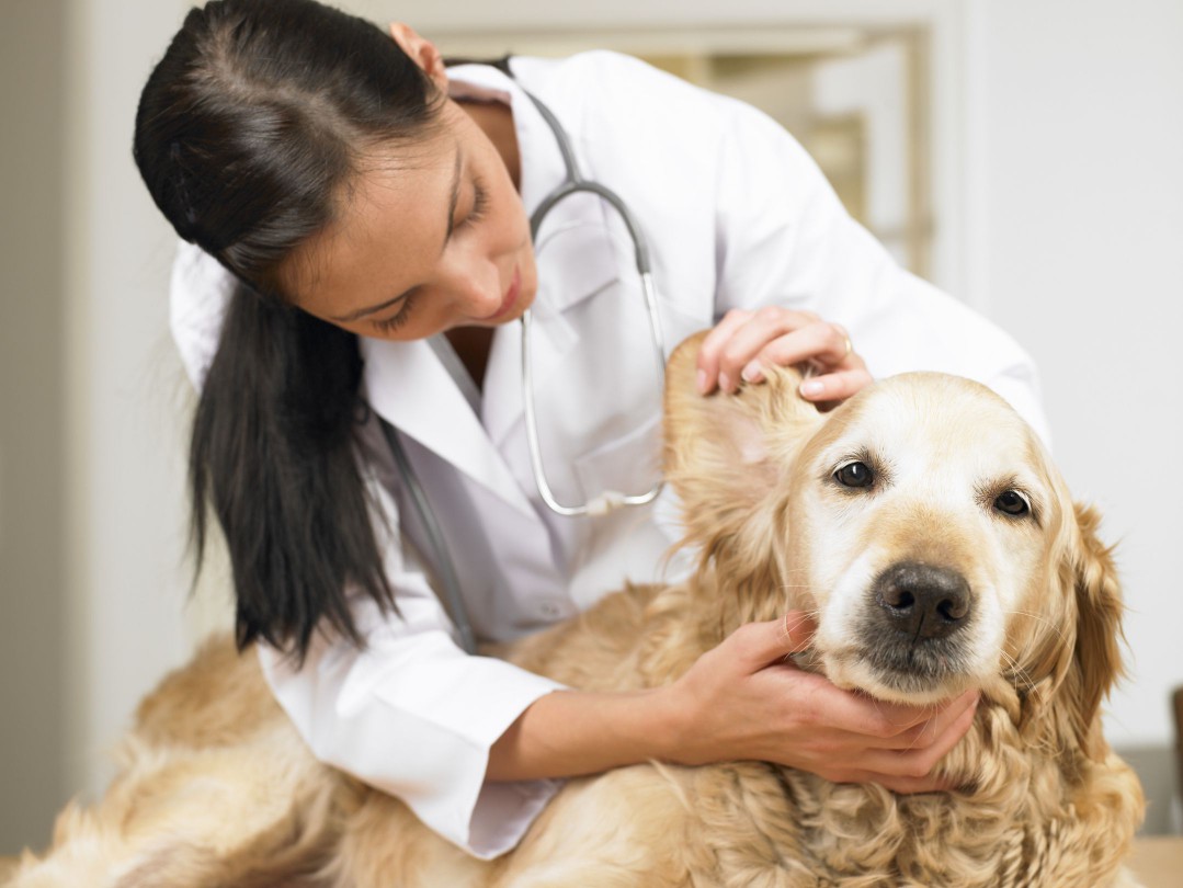 Vet Examining a Dogs Ear
