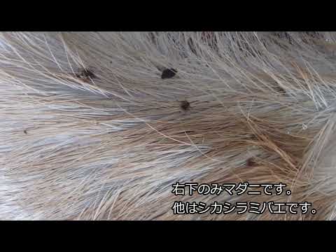 マダニ対策はスイカズラ除去から！驚きの効果と実践法を紹介