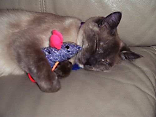 Picture of Violet, a Siamese Mix Cat