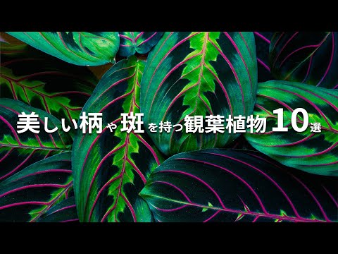 初心者でも育てやすい黒い葉植物5品種と育て方のコツ