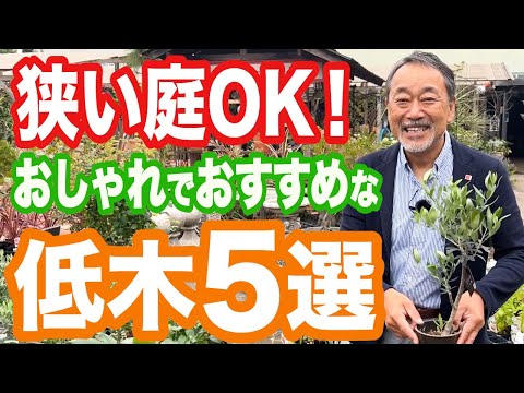 低メンテナンス低木の選び方とおすすめ品種｜手間いらずで美しい庭を作るコツ