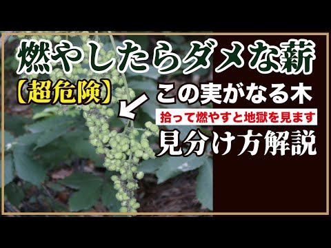 毒ツタを燃やす危険性を経験者が解説！安全な処理方法と注意点