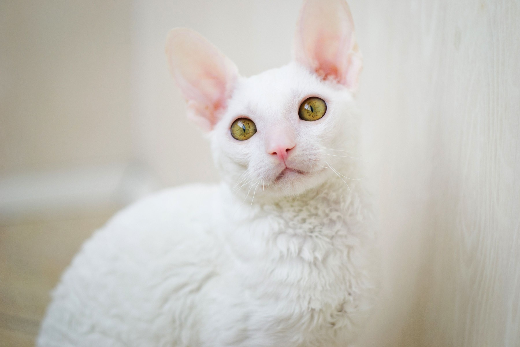 White Cornish Rex with green eyes looking at camera
