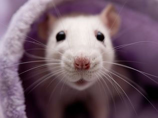 Breathing Problems in Pet Rats: Causes & Treatment Breathing Problems in Pet Rats: Causes & Treatment