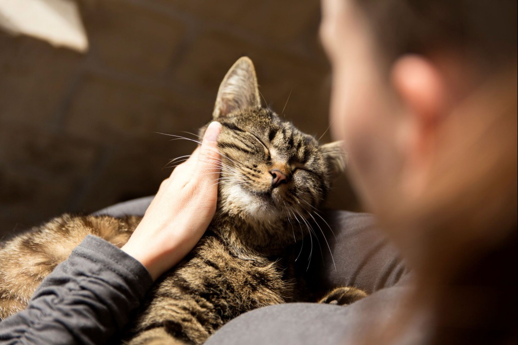 Photo of Woman Petting Happy Tabby Cat