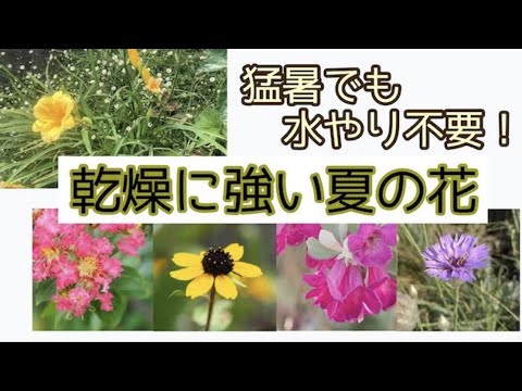 乾燥に強い庭で水やりが少なくて済む、花粉媒介者も喜ぶ簡単な作り方