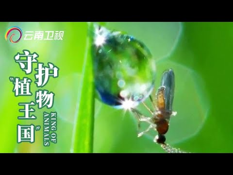 南西部の庭で失敗しない！在来種の選び方と育て方のコツ