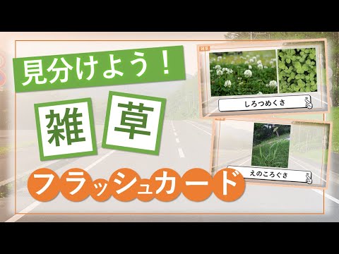 白い花の雑草の種類と見分け方完全ガイド
