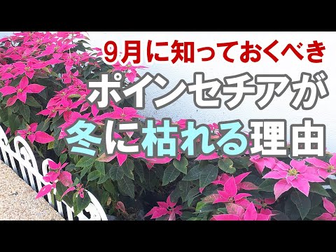 ポインセチアは毎年咲く？冬越しと復活のコツ