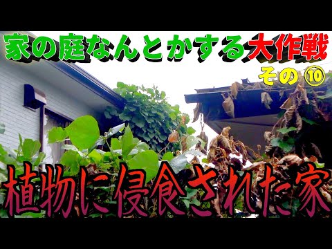 カボチャ虫を撃退！コンパニオンプランツの実践法