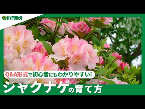ラップランドシャクナゲの育て方、難しいけど育てたいあなたへ