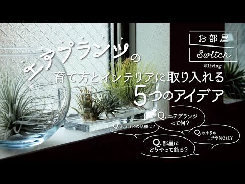おしゃれな観葉植物5選！私が選んだ最新トレンドのユニークな植物