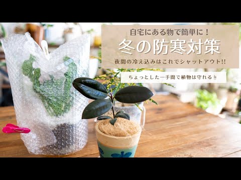 家にあるもので十分！植物を寒さから守る夜の保温テクニック5選