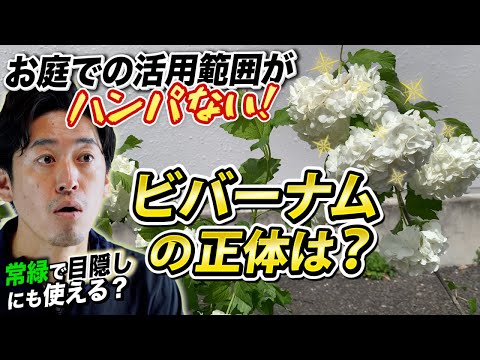白い花のガマズミの選び方【初心者でも失敗しない5品種】