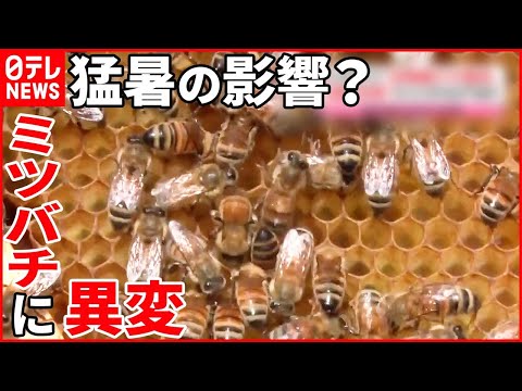 National Honeybee Day：ミツバチを守る5つの簡単な方法