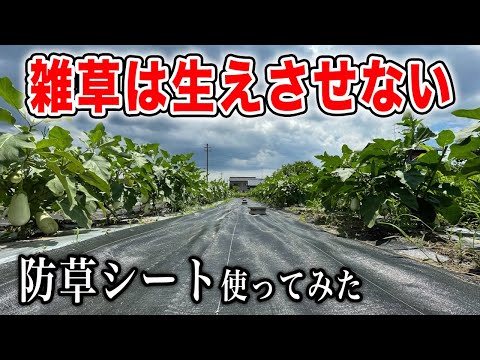 菜園の防草シート、本当に安全？メリットとデメリットを実体験で解説