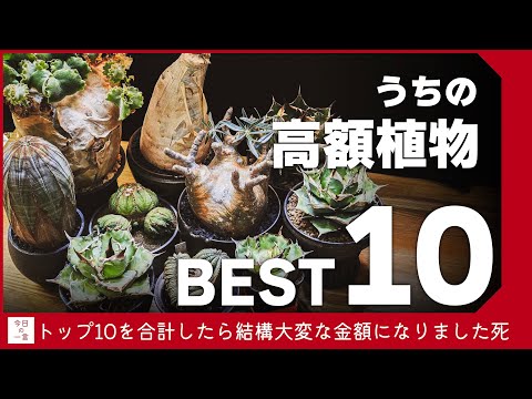 【経験者が教える】珍しい観葉植物のカット苗で賢くコレクション！価格相場と育て方のコツ