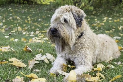 soft-coated Wheaten terrier