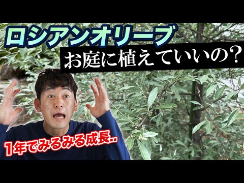 秋橄榄を見分けるコツとそっくりな植物5選｜庭で見つけたら即駆除