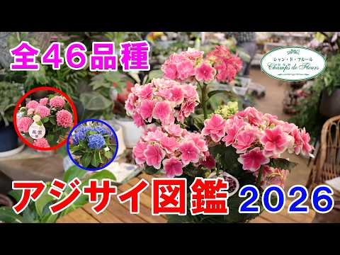 【体験談】ピンクのアジサイを確実に咲かせる！品種選びと土壌管理が重要